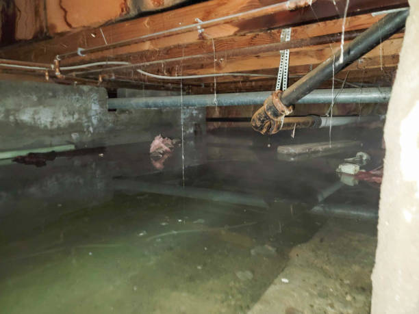 Best Water damage contractors near me  in Bellwood, VA