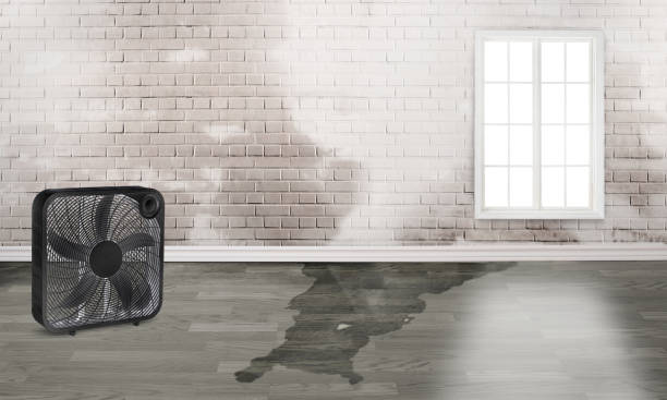 Best 24/7 water damage repair  in Bellwood, VA